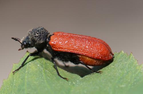 Bostrichus capucinus